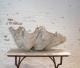 ANTIQUE CLAM SHELL