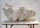 ANTIQUE CLAM SHELL