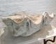 ANTIQUE CLAM SHELL