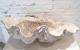 ANTIQUE CLAM SHELL