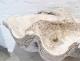 ANTIQUE CLAM SHELL