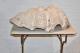 ANTIQUE CLAM SHELL