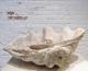 ANTIQUE CLAM SHELL